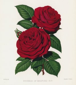 The Rose Garden: Duchess of Bedford, HP by English School